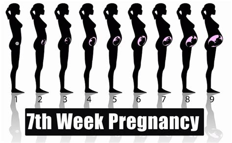 7th Week Pregnancy Symptoms Baby Development Tips And Body Changes