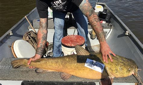 Minnesota Fisher Ties His Own State Record With Huge Catfish