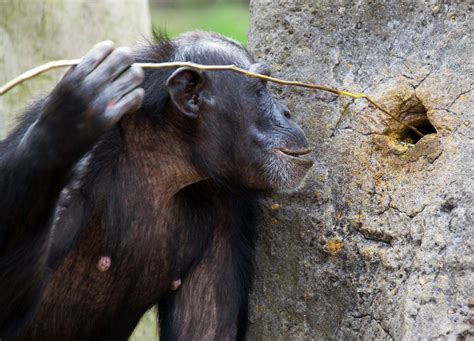 How Much Food Does A Chimpanzee Eat Per Day Food Poin