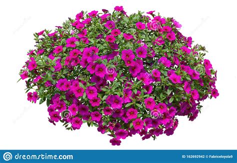 Could make for a romantic image! Cutout Pink Flowers. Petunia Stock Photo - Image of ...