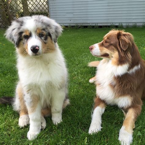 6 3 Months Old Superior Aussie Dog Puppy For Sale Or Adoption Near