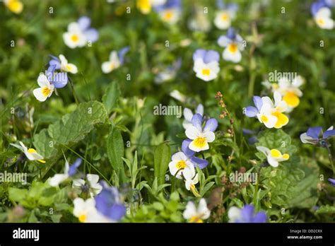 Wild Pansy Or Heartsease Viola Tricolor In Flower Stock Photo Alamy