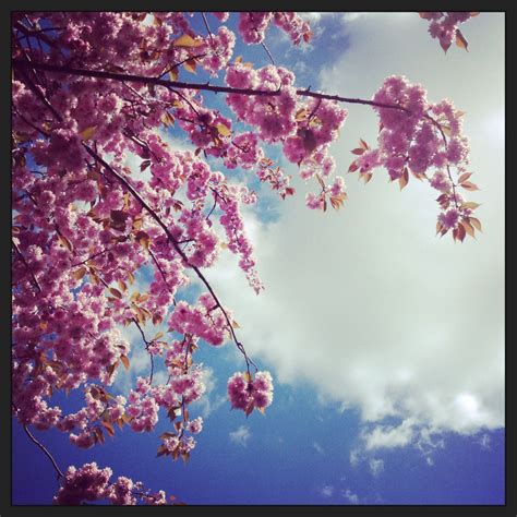 Blue Skies Cherry Blossom Blue Sky Sky Cherry Blossom