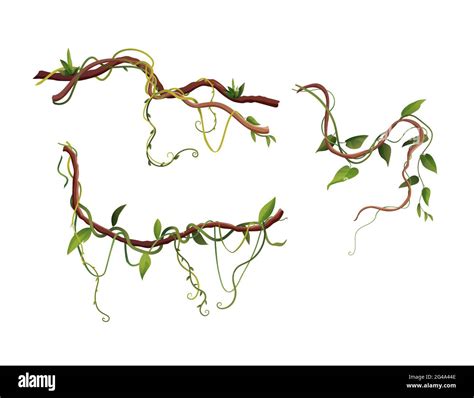 Liana Or Vine Winding Branches Cartoon Vector Illustration Jungle Tropical Climbing Plants
