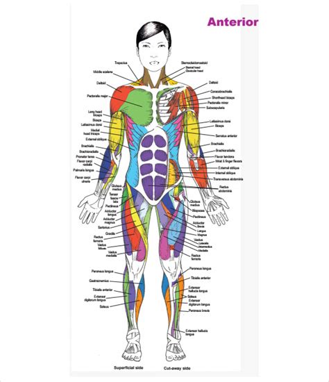 There are anterior muscles diagrams and posterior muscles diagrams. 7 Muscle Chart Templates to Free Download | Sample Templates