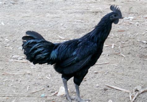 Cemani Farms Ayam Cemani The Exotic Black Chicken Of Indonesia