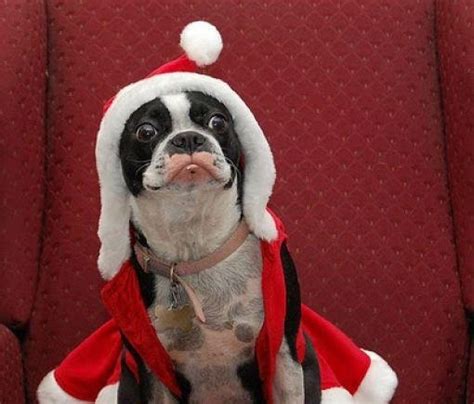 This Christmas Celebration Funny Dog Pictures Dog Breeders Guide