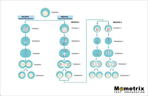 Differences Between Mitosis Vs Meiosis Meiosis Mitosis Porn Sex Picture