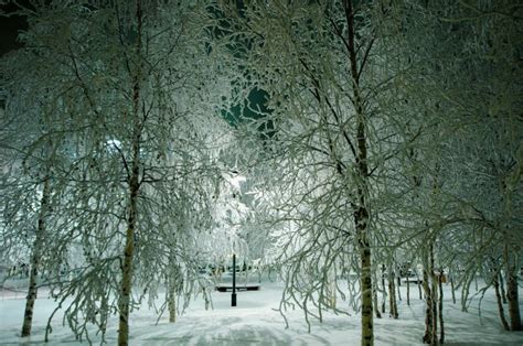 Winter Night Park Trees Covered With Snow Lanterns Frost Winter