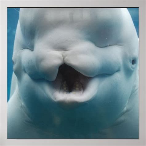 Funny Beluga Whale Poster