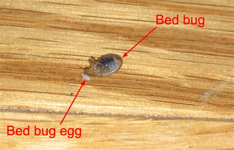 How To Prevent Bed Bugs When Traveling Hanaposy