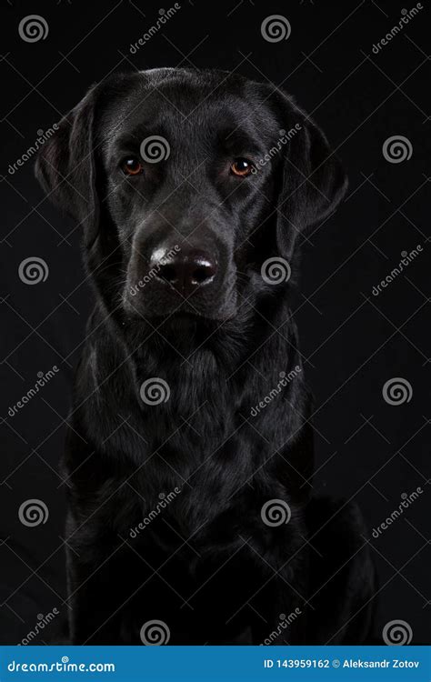Cute Black Dog Looking At Camera On Black Background Stock Photo