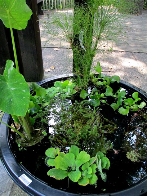 Diy ~ Create Your Own Water Garden In A Container Our Fairfield Home