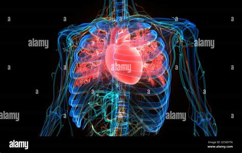 Sistema Circulatorio Humano Anatomía Del Corazón Fotografía De Stock
