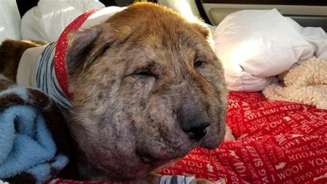 Severely Abused Dog Recovering After Surgery At Aandm