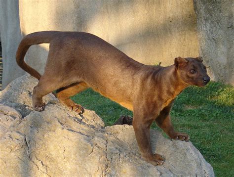 The Fossa Interesting Thing Of The Day