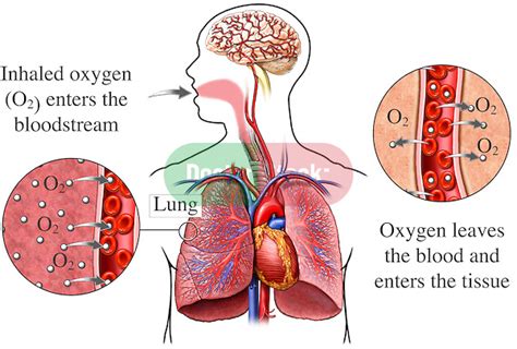 Lungs Respiration And Oxygen Exchange Doctor Stock