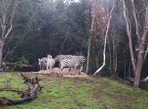 Review Kilimanjaro Safaris At Disneys Animal Kingdom