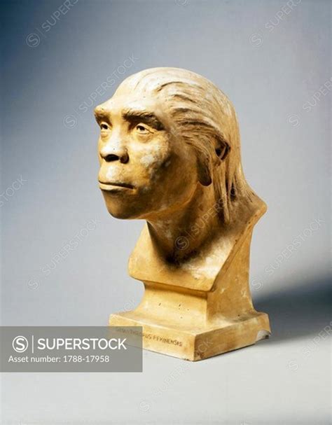 Reconstruction Of Peking Man Homo Erectus Pekinensis Discovered At