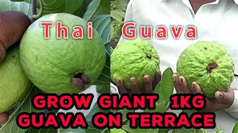How To Grow Giant Guava On Terrace 1 Kg Each Thailand Guava In Pot