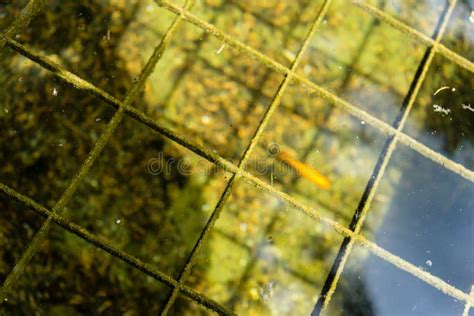 Fish In Pond With Water Reflection Seen In Park Stock Image Image Of