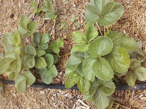 Their materials are more likely to have been partially. How to Use Grass Clippings in the Garden | Balcony Garden Web