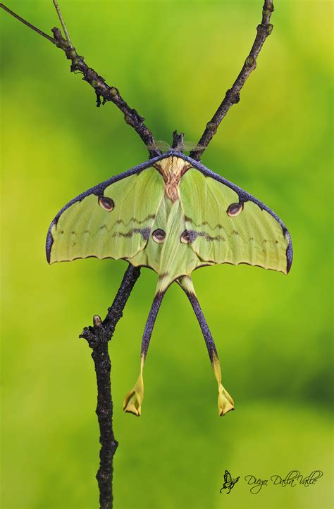 Its from the same family as luna moths and moon moths, but only a handful have ever been observed! Argema Mimosae | JuzaPhoto