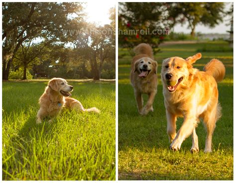At crouse hospital, we try to make it as easy as possible to navigate the healthcare system, and that includes informing you about the cost of medical services we provide. The Dogs of Pensacola's Davis Animal Hospital San Diego ...