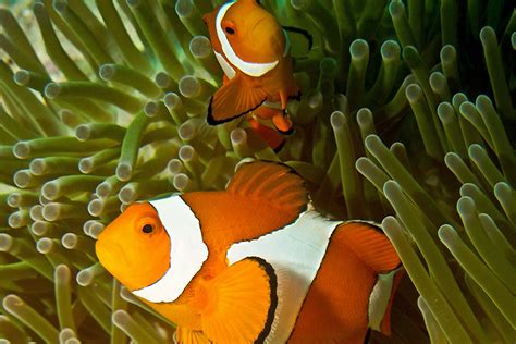 Porpoise clown fish salt features: Clownfish share their sea anemone homes when space is limited