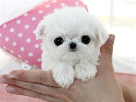 Cute Teacup Puppies Teacup Pomeranian Baby Puppies Cute Puppies