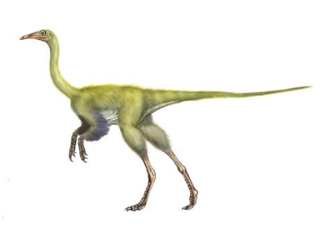 Resultado De Imagen Para Harpymimus Prehistoric Animals Dinosaur