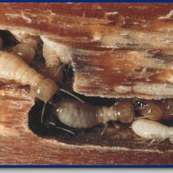If you would like more information about a specific pest or service please choose the appropriate link below and you will be. Pest Control in North Richland Hills - Yelp