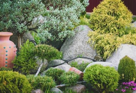 Decorative Plants And Shrubs For Landscaping Shelly Lighting
