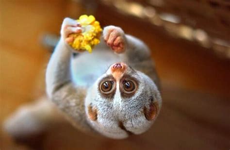 Slow Loris Description Habitat Image Diet And Interesting Facts