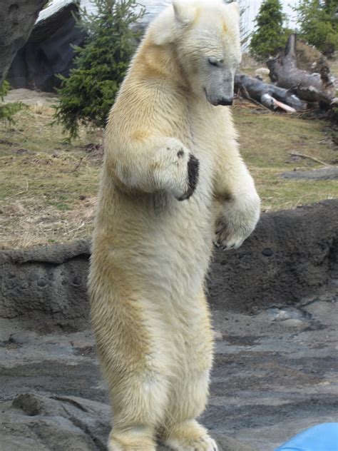 My Polar Bear Friends And Friends Of Polar Bears Top Honors For Polar