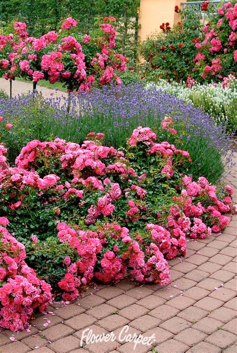 The Perfect Color Combination Flower Carpet Pink The