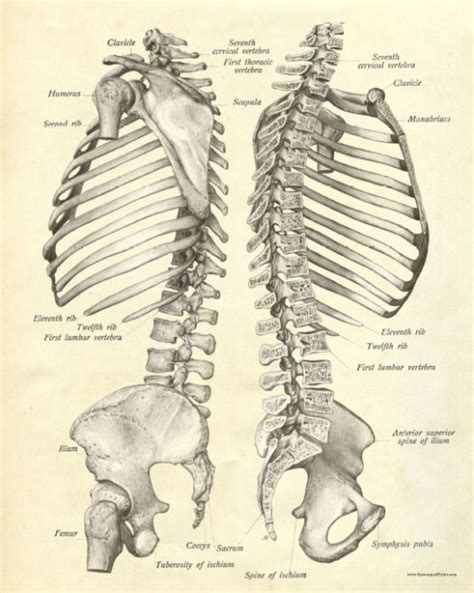 Spine And Rib Cage Anatomy Thoracic Spine Anatomy Eorthopod Com Rib