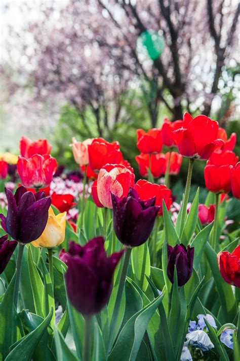 Check spelling or type a new query. My Musings: Tulip Festival at Thanksgiving Point