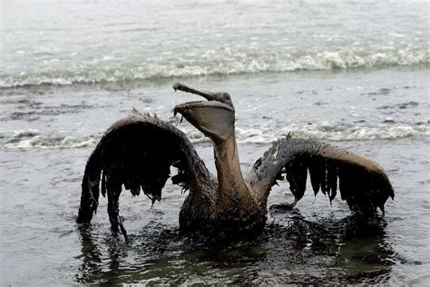 Trudeau Government Endorses Toxic Chemical To Clean Up Oil Spills