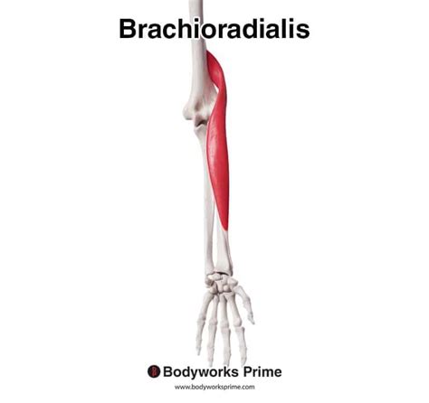 Brachioradialis Muscle Anatomy Bodyworks Prime