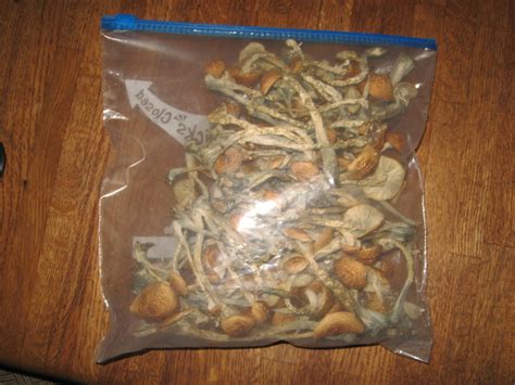 Bulk Grow 20 4 Golden Teacher Monotubs Mushroom Cultivation