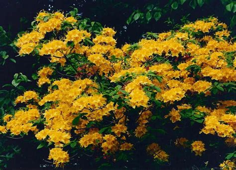 This variety of selection means there is a tall deciduous yellow spring flowering shrubs. Native Azalea: Rhododendron calendulaceum (Flame Azalea ...