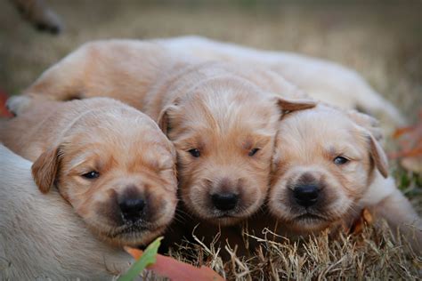 Golden retriever puppy for sale in union, sc, usa. Golden Retriever Puppies For Sale | Gainesville, GA #254709