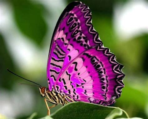 Beautiful Pink Butterfly Photo