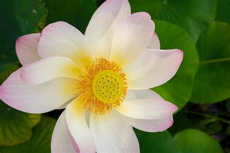 Premium Photo Closeup Of Sacred Lotus Flower Nelumbo Nucifera