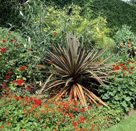 Plante ext?rieur sans entretien en pot. plante verte exterieur sans entretien - Agencement de ...