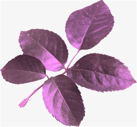 Purple Leaves Leaves Branches Leaf Png Image And Clipart For Free