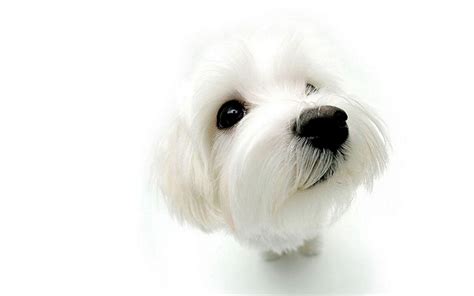 Puppies White Background White Dog Wallpapers Wallpaper Cave Find