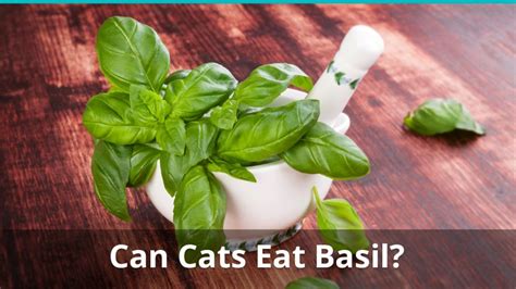 Cats can safely sniff and lick it, as well as rub against it. Can Cats Eat Basil? Is It Safe And Good, Or Toxic And Bad ...