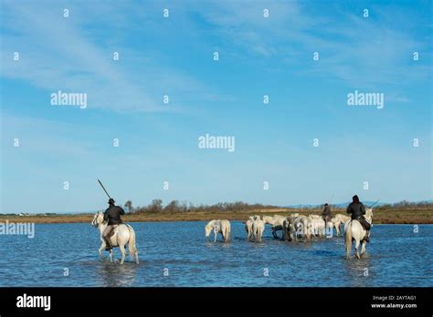 Guardians Camargue Cowboys Herding Camargue Horses Through The